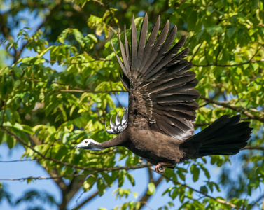 Trinidad Piping-Guan known locally as “Pawi